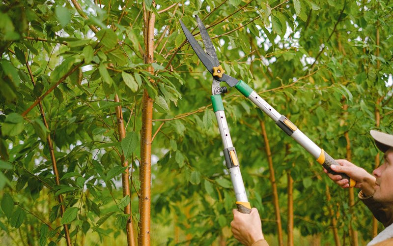Tree trimming in Nickerson, NE