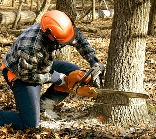 Tree Removal in Nickerson, NE